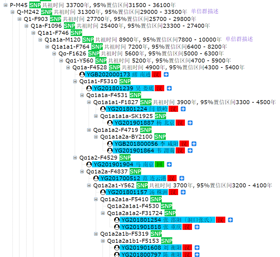圖1 源基因Y染色體樹